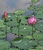 기획시리즈 4 - ‘불굴의 창발적 역동성’ 기질에서 ‘창발성’이란 무엇인가? 를 알아보자(1).