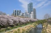 양재천 봄은 별천지 꽃세상이다.