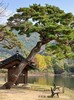 사라지는 법 실증주의(實證主義)시리즈 ①  사법의 정치화로 인해 「지연된 정의는  정의가 아닌 것을... 」 이제는 달라져야 한다.